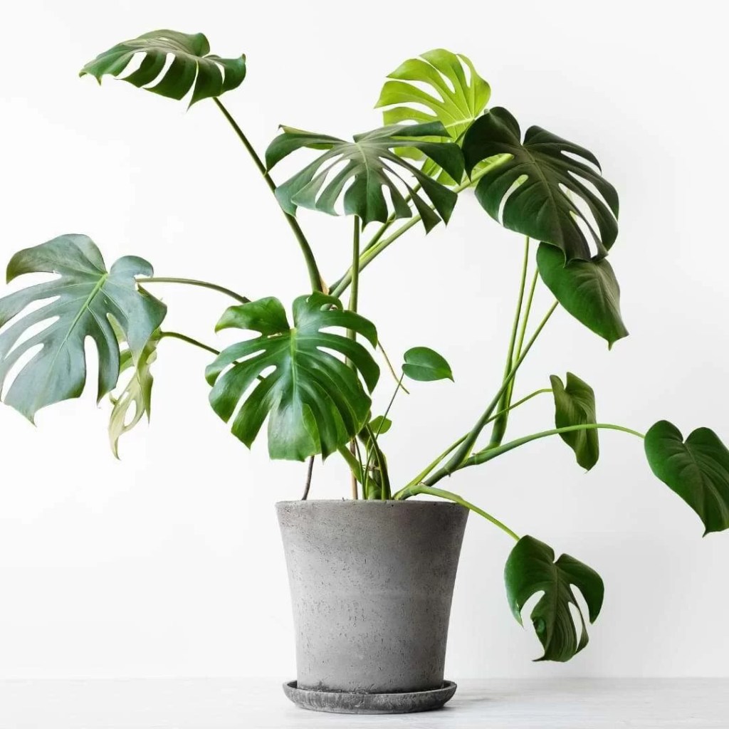cay-trau-ba-la-xe-monstera-monsteravietnam-com-19-2