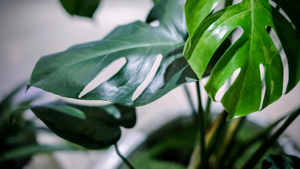 cay-trau-ba-la-xe-monstera-monsteravietnam-com-2-png
