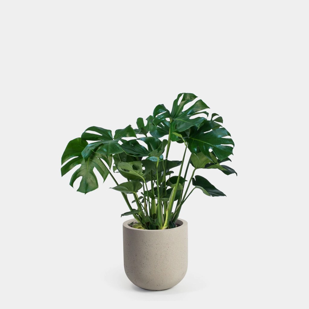 cay-trau-ba-la-xe-monstera-monsteravietnam-com-20-jpg-1