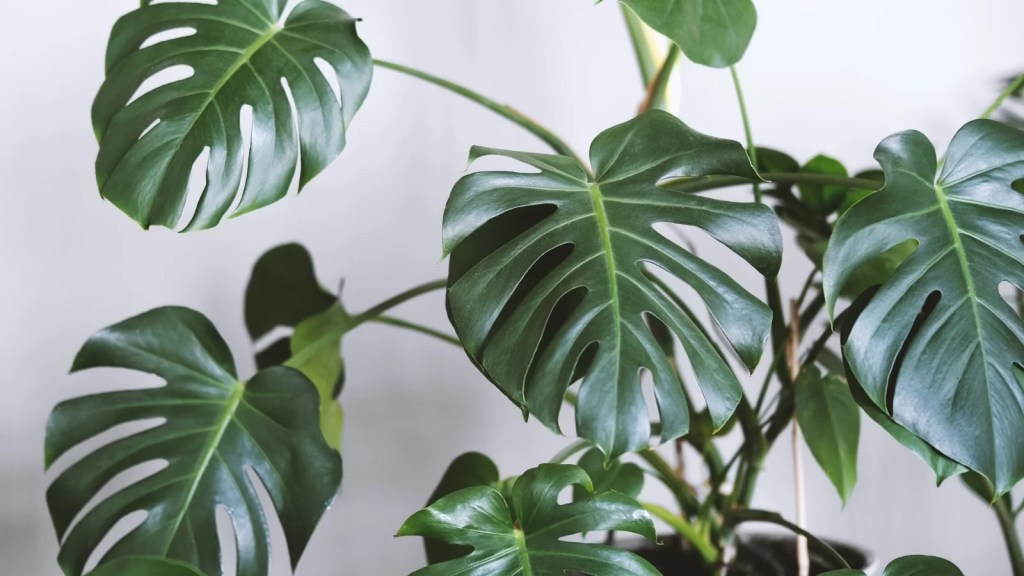 cay-trau-ba-la-xe-monstera-monsteravietnam-com-21-2