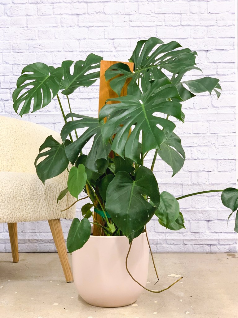 cay-trau-ba-la-xe-monstera-monsteravietnam-com-22-jpg