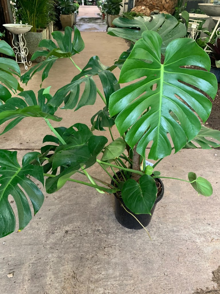 cay-trau-ba-la-xe-monstera-monsteravietnam-com-23-jpg