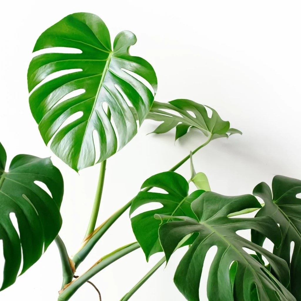 cay-trau-ba-la-xe-monstera-monsteravietnam-com-24-jpg