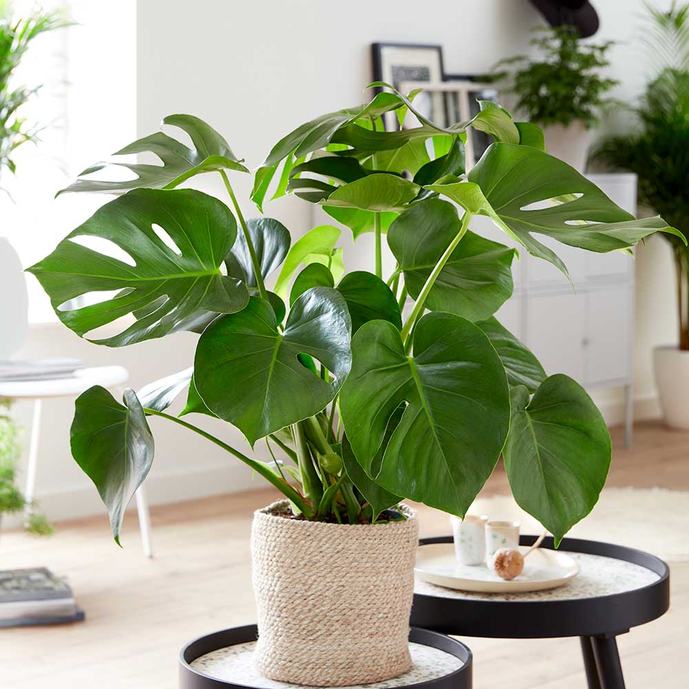 cay-trau-ba-la-xe-monstera-monsteravietnam-com-25-1