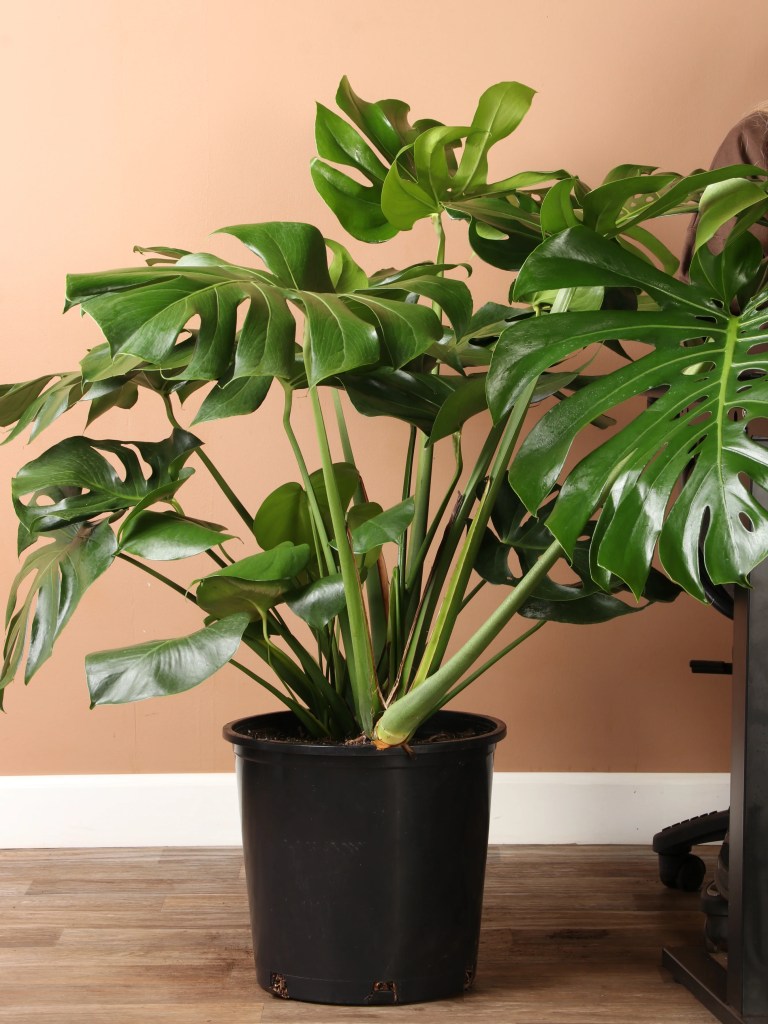 cay-trau-ba-la-xe-monstera-monsteravietnam-com-29-jpg-1