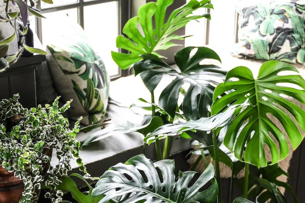 cay-trau-ba-la-xe-monstera-monsteravietnam-com-3
