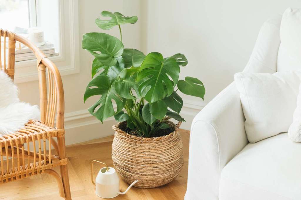 cay-trau-ba-la-xe-monstera-monsteravietnam-com-30-1