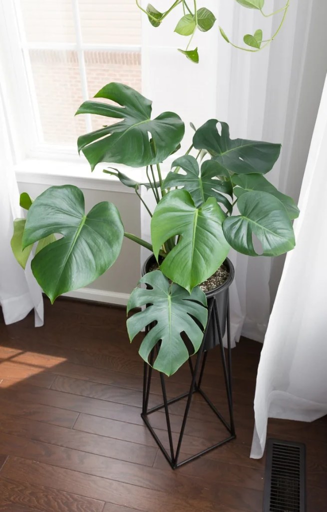 cay-trau-ba-la-xe-monstera-monsteravietnam-com-31-jpg