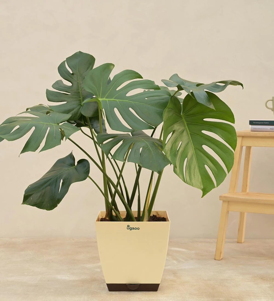 cay-trau-ba-la-xe-monstera-monsteravietnam-com-32-jpg-1