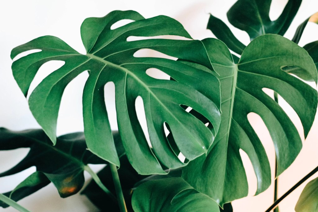 cay-trau-ba-la-xe-monstera-monsteravietnam-com-4-1