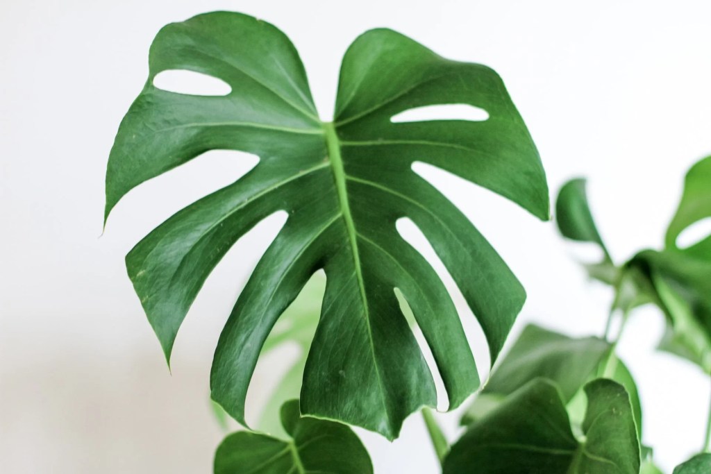 cay-trau-ba-la-xe-monstera-monsteravietnam-com-5-2