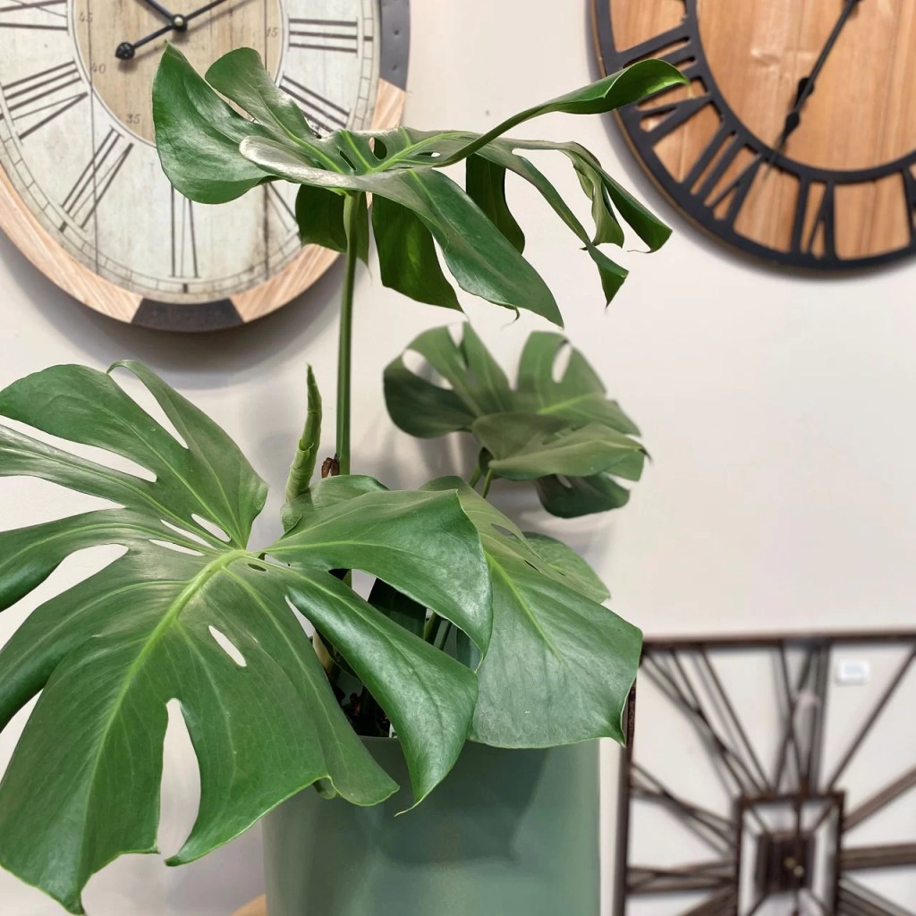cay-trau-ba-la-xe-monstera-monsteravietnam-com-6-1