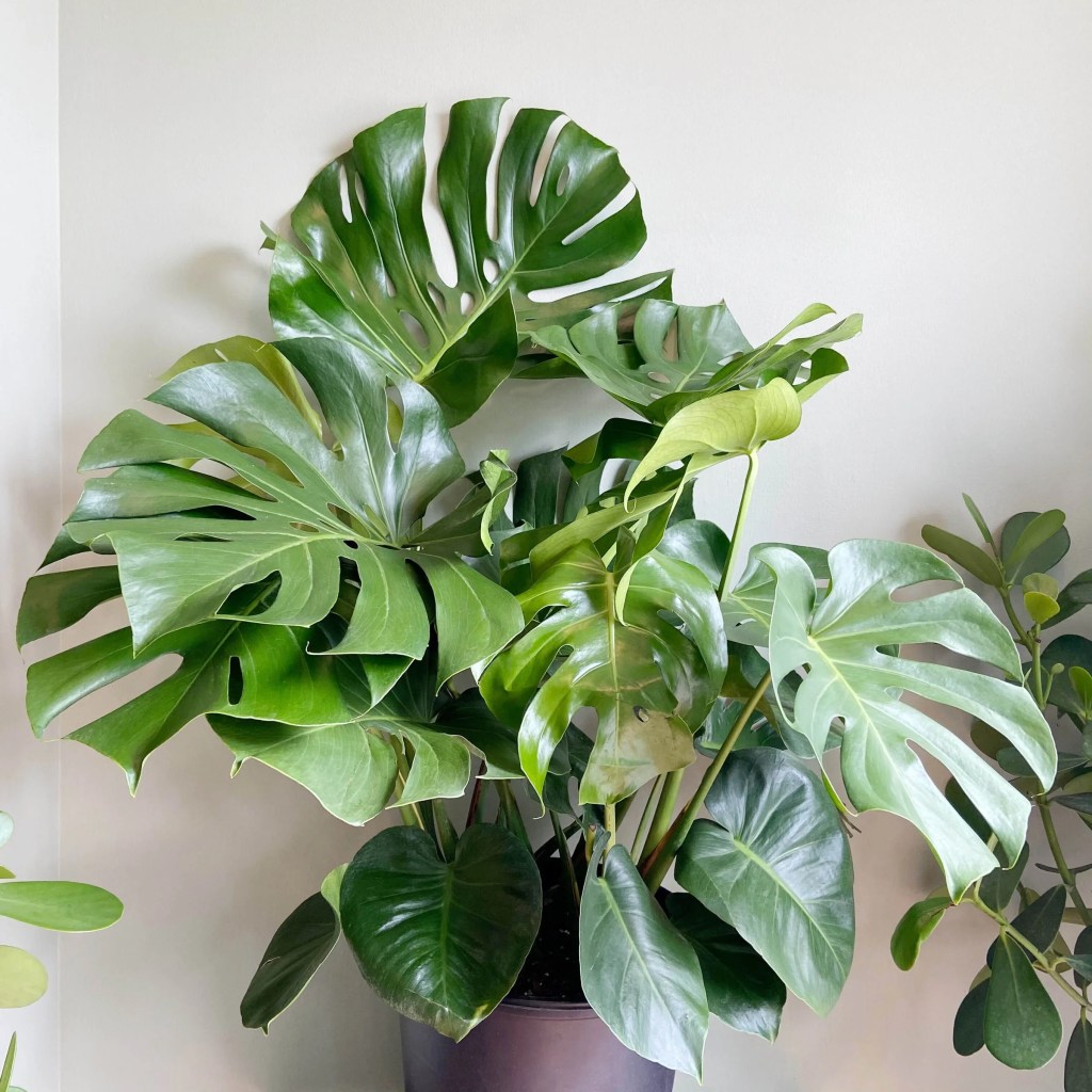 cay-trau-ba-la-xe-monstera-monsteravietnam-com-8-jpeg