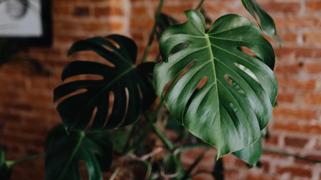 cay-trau-ba-la-xe-monstera-monsteravietnam-com-9-jpg