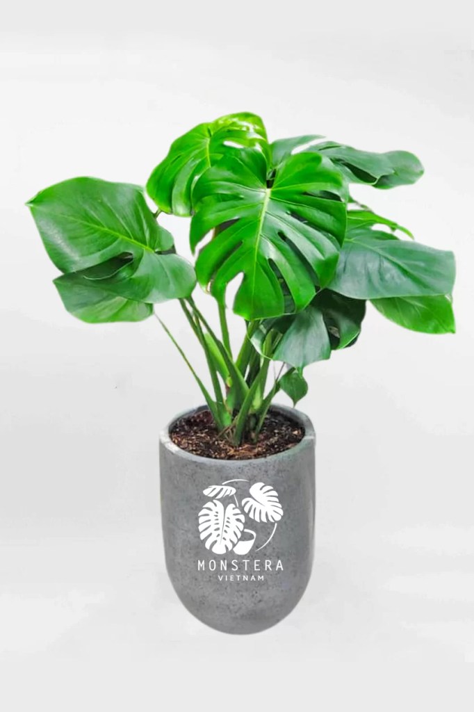 cay-trau-ba-la-xe-monsteravietnam-com-2-2