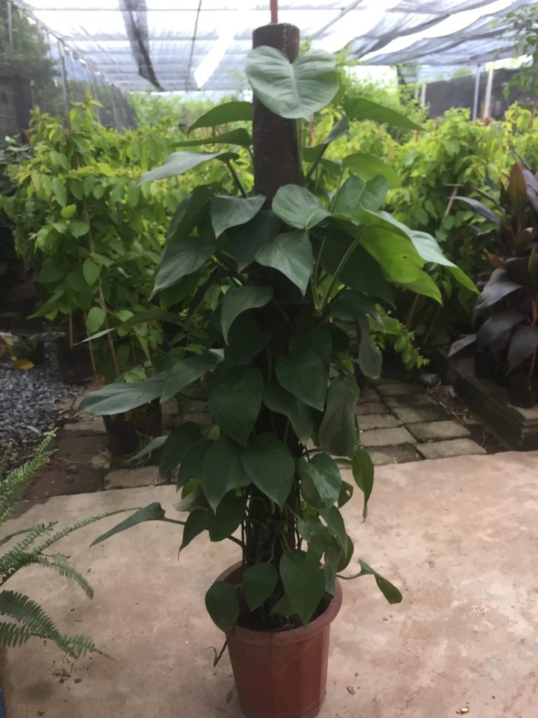 cay-trau-ba-leo-cot-monsteravietnam-com-0