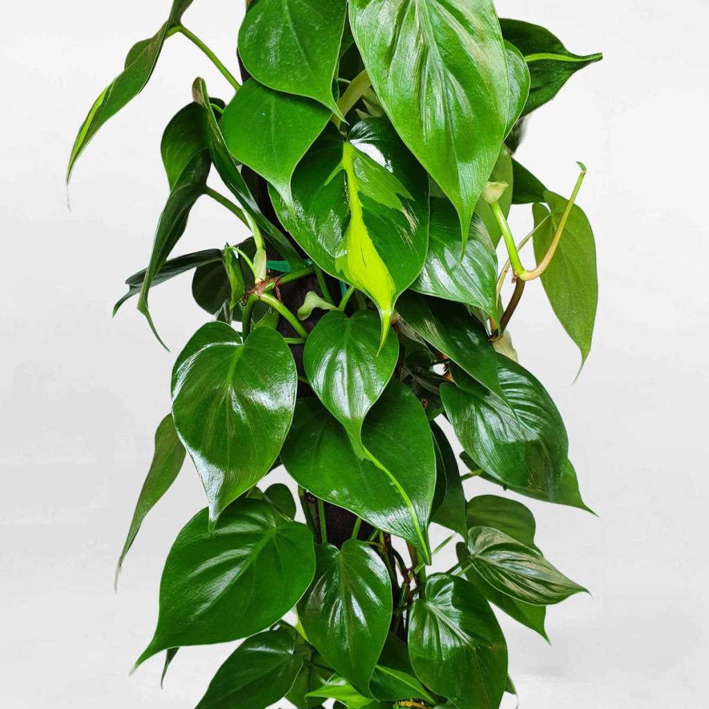 cay-trau-ba-leo-cot-monsteravietnam-com-1-1