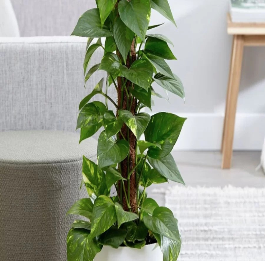 cay-trau-ba-leo-cot-monsteravietnam-com-10-1