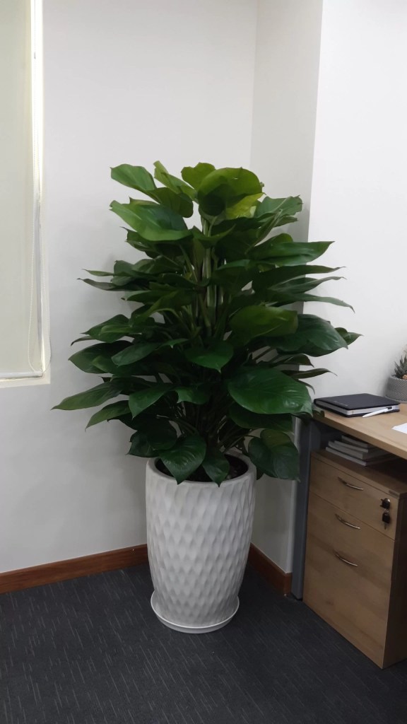 cay-trau-ba-leo-cot-monsteravietnam-com-18