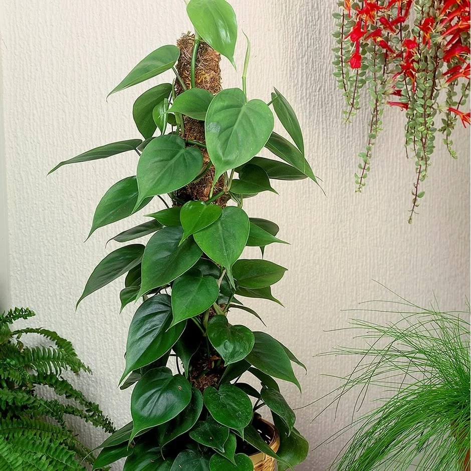 cay-trau-ba-leo-cot-monsteravietnam-com-2-1