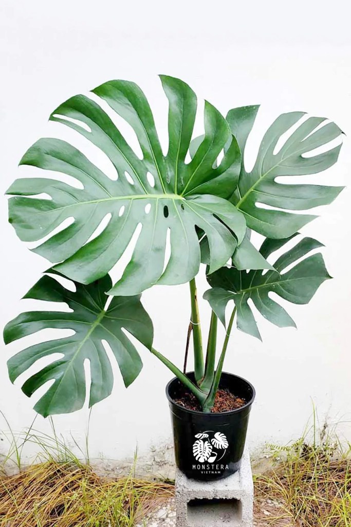cay-trau-ba-monstera-bau-dat-monsteravietnam-com-0-1-1