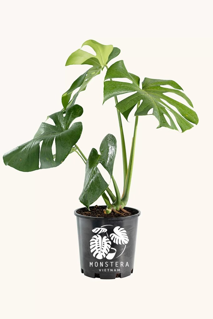 cay-trau-ba-monstera-bau-dat-monsteravietnam-com-1-1