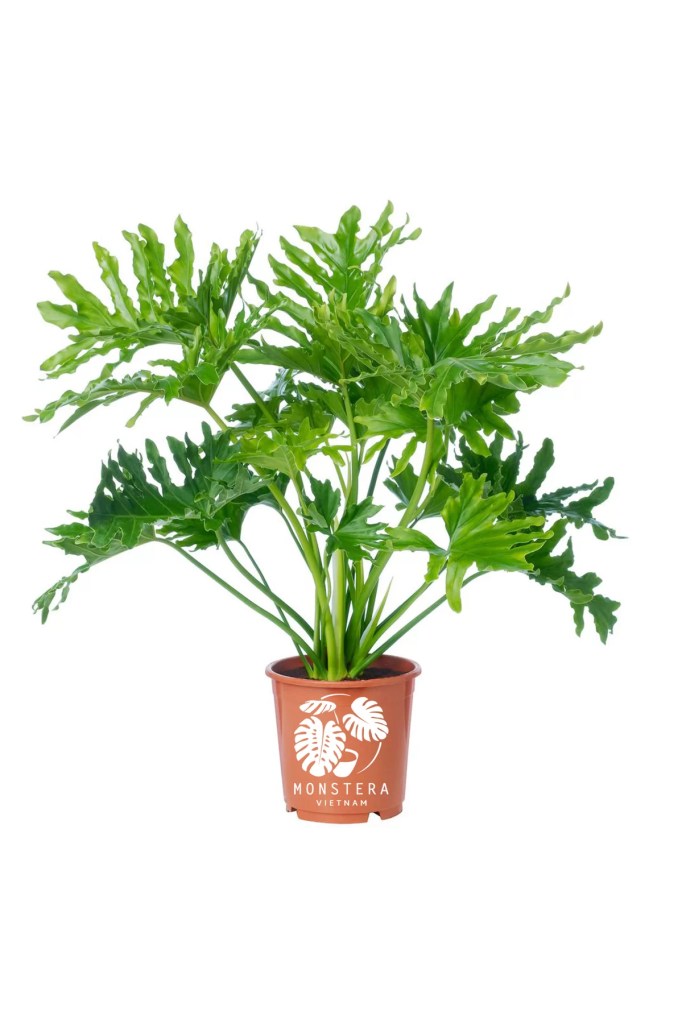 cay-trau-ba-thanh-xuan-bau-dat-monsteravietnam-com-1-1-1