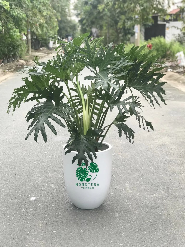 cay-trau-ba-thanh-xuan-monsteravietnam-com-4-1