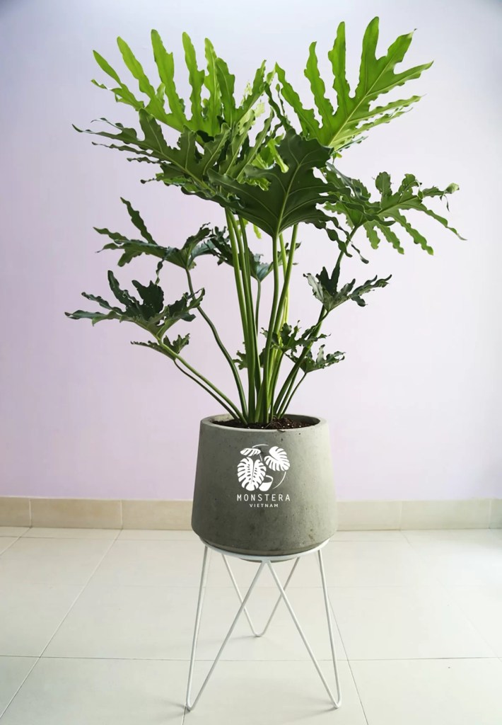 cay-trau-ba-thanh-xuan-monsteravietnam-com-6-1
