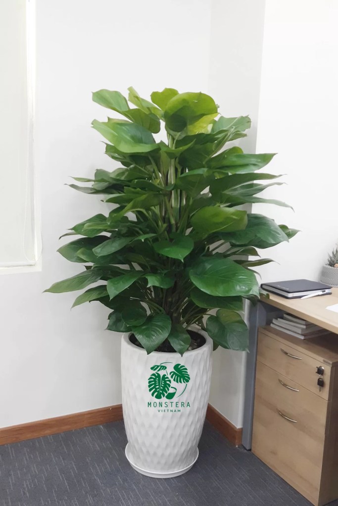 cay-trau-van-thien-thanh-monsteravietnam-com-1-1