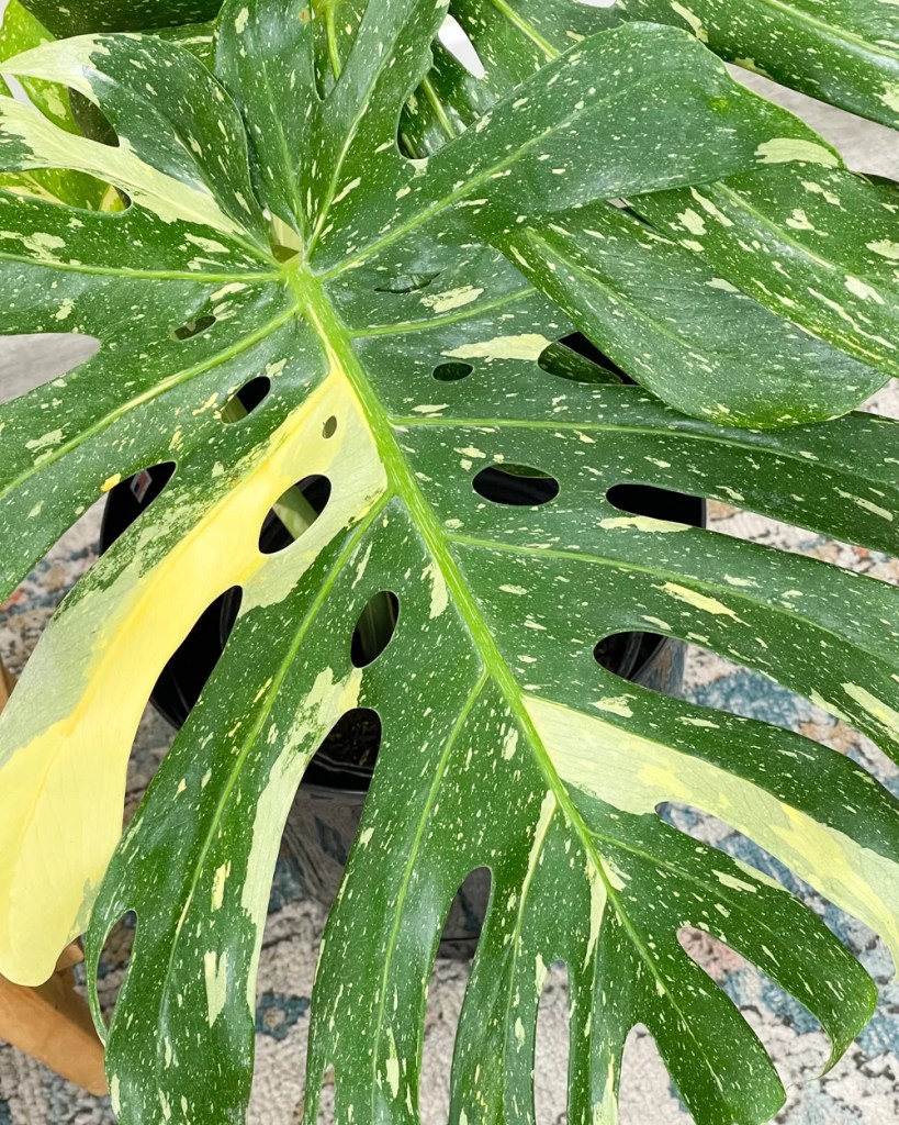 monstera-thai-constellation-monsteravietnam-com-0