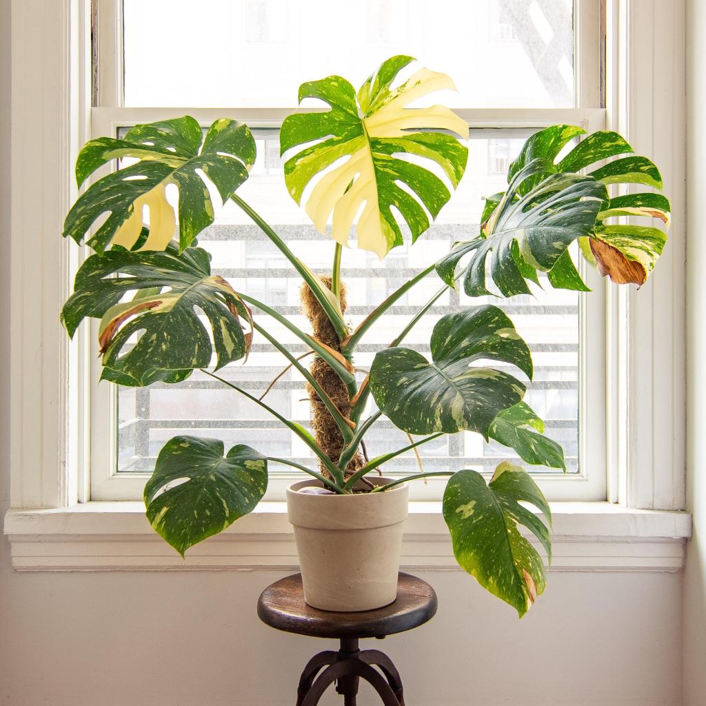 monstera-thai-constellation-monsteravietnam-com-1