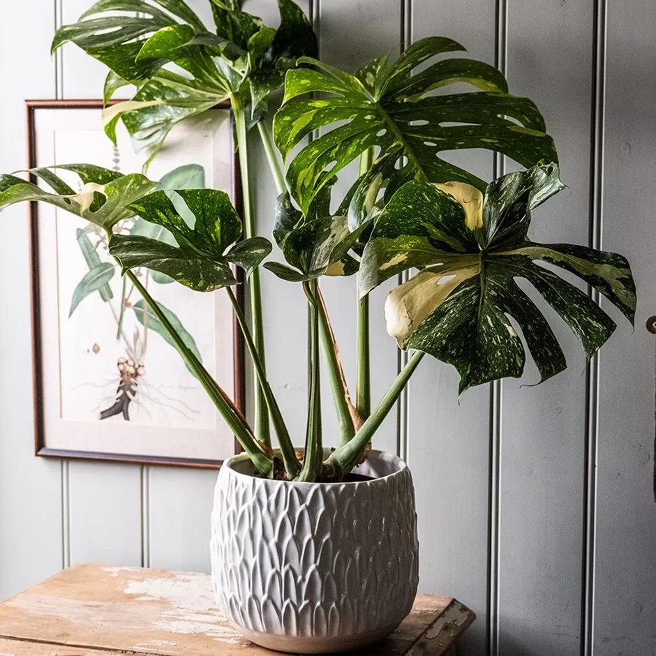 monstera-thai-constellation-monsteravietnam-com-2