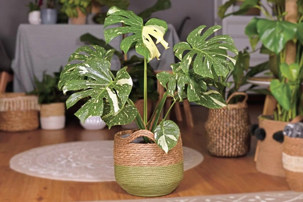 monstera-thai-constellation-monsteravietnam-com-3-1-2
