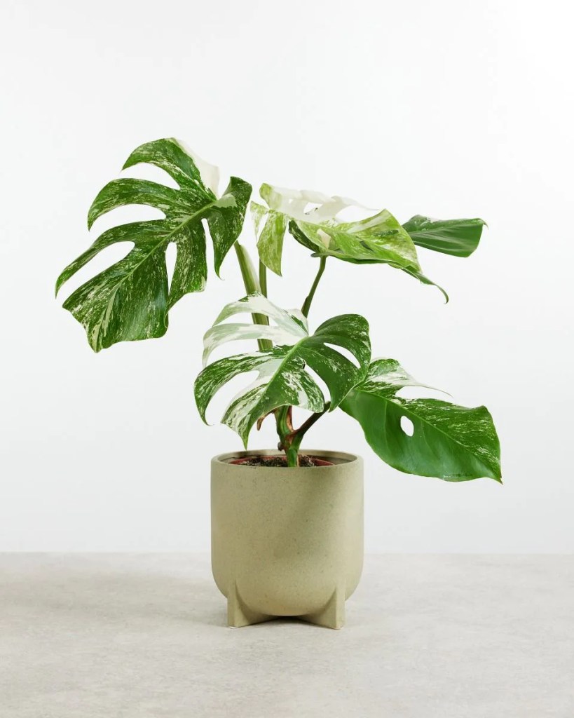 monstera-variegata-monsteravietnam-com-0