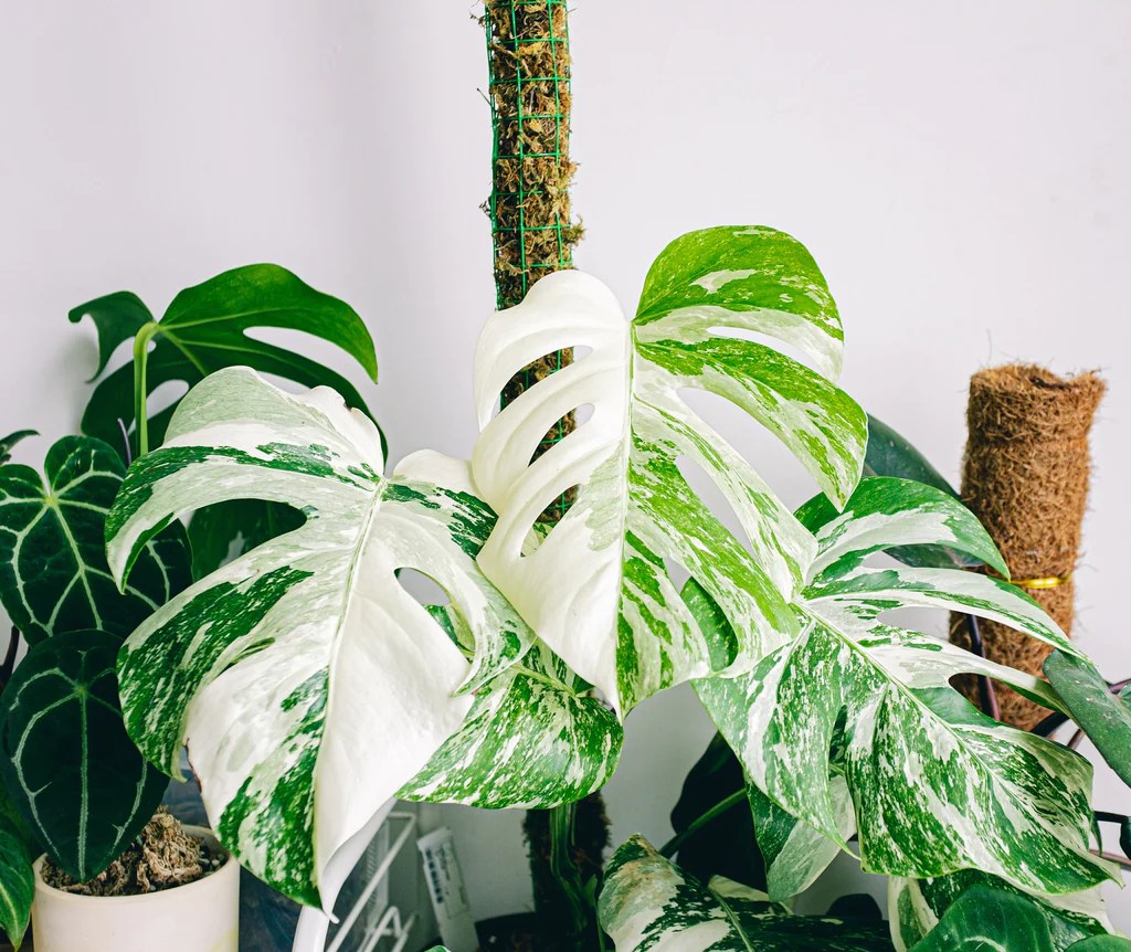 monstera-variegata-monsteravietnam-com-1-jpg