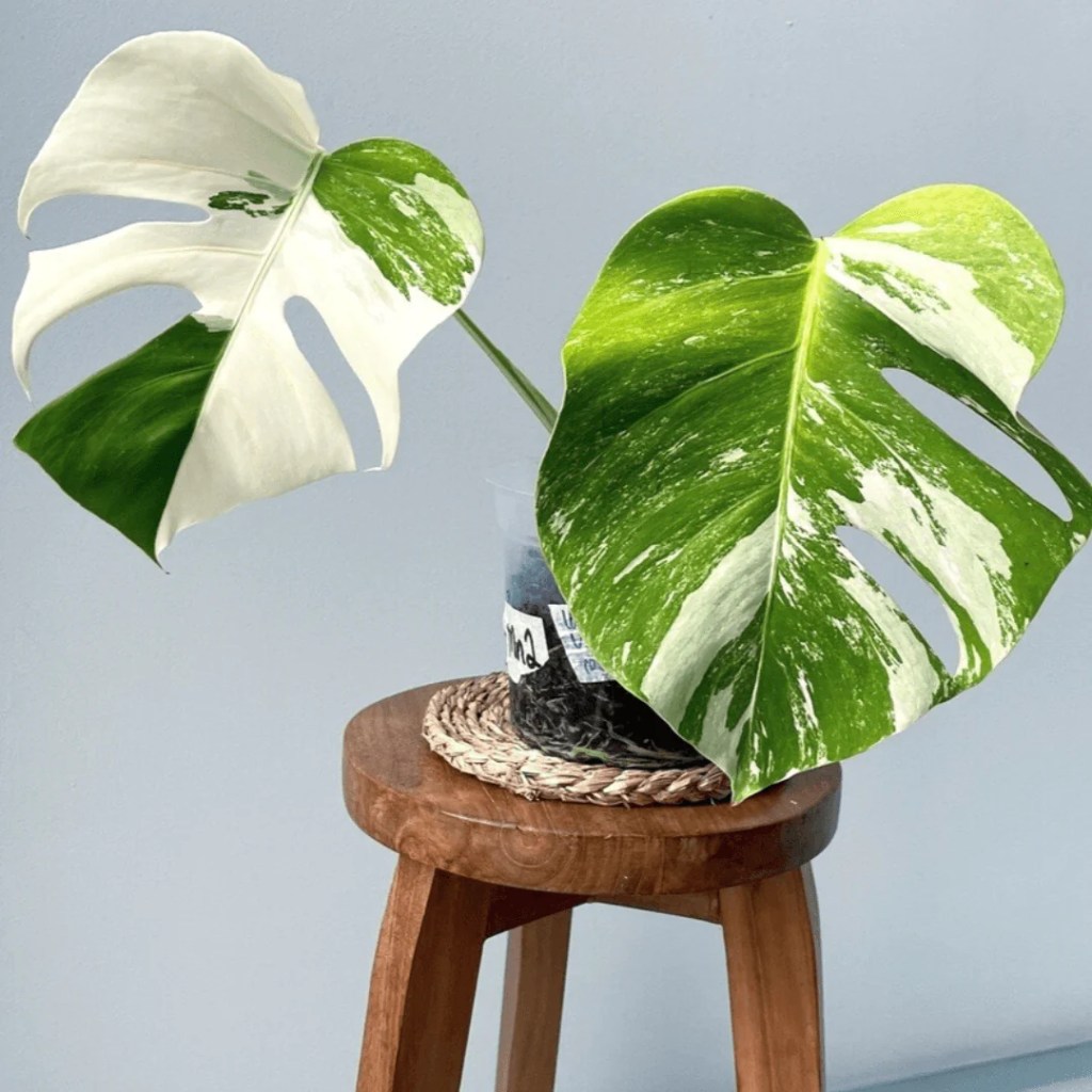 monstera-variegata-monsteravietnam-com-2-png