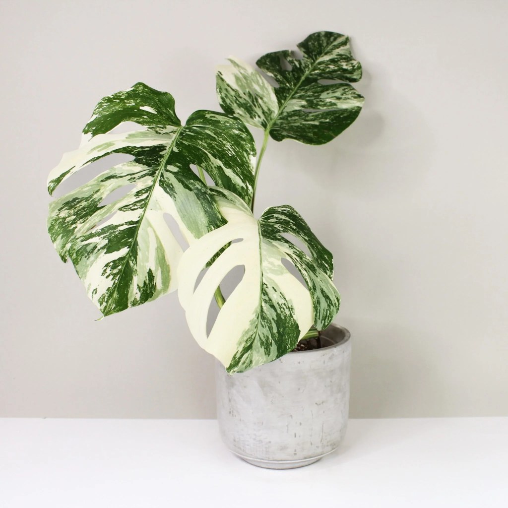 monstera-variegata-monsteravietnam-com-3-jpg