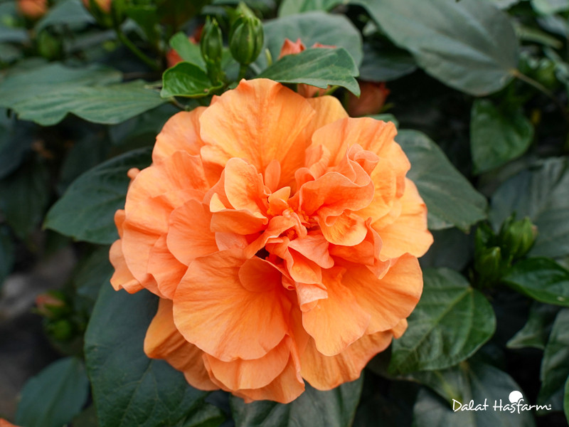 Hoa râm bụt kép Dalat Hasfarm