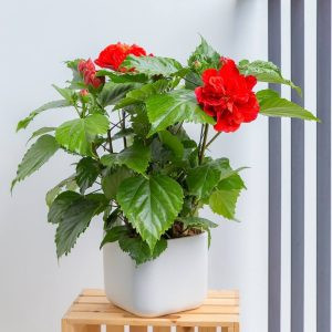 Chăm sóc hoa râm bụt