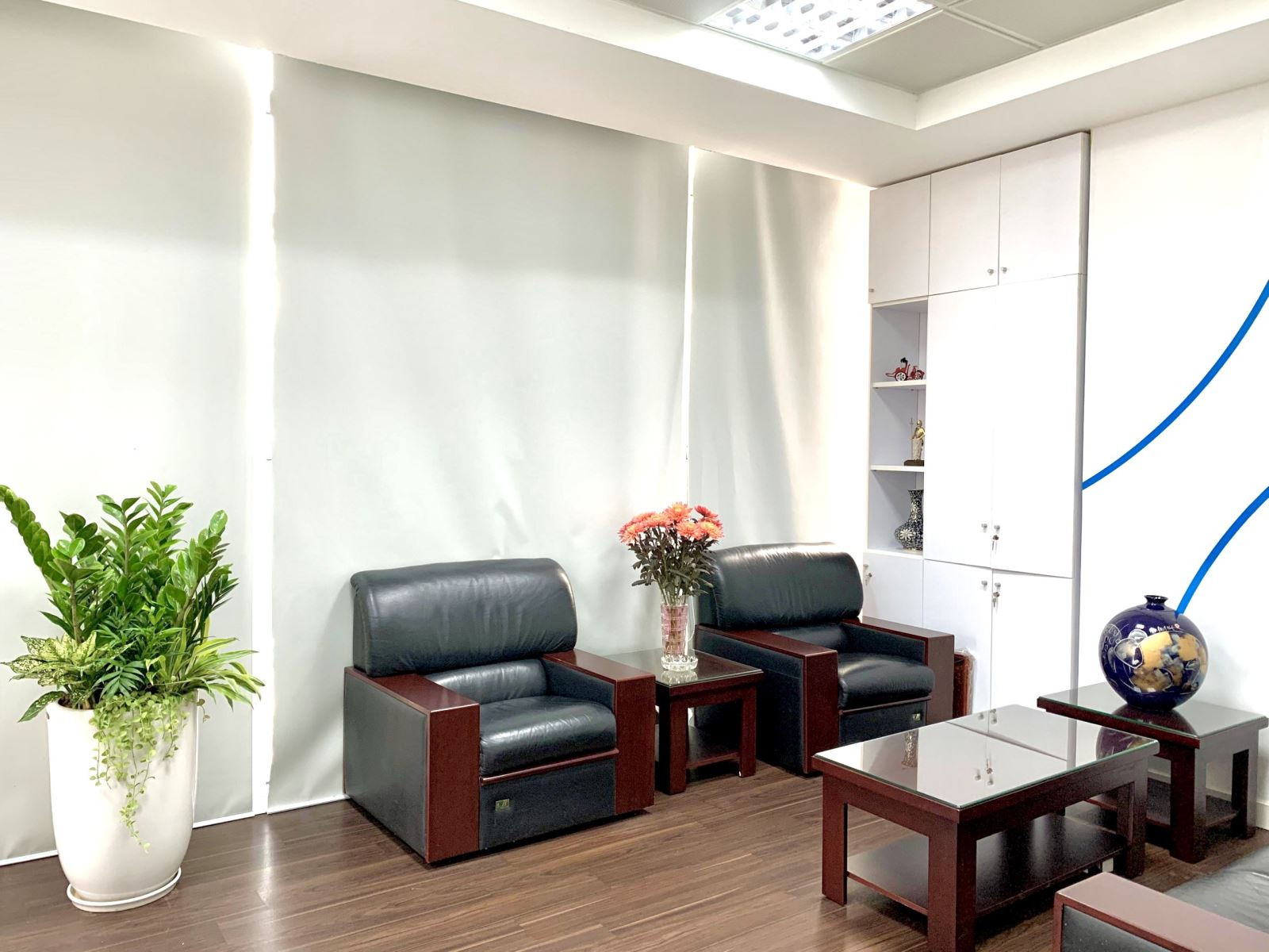Cây kim tiền trồng trong chậu