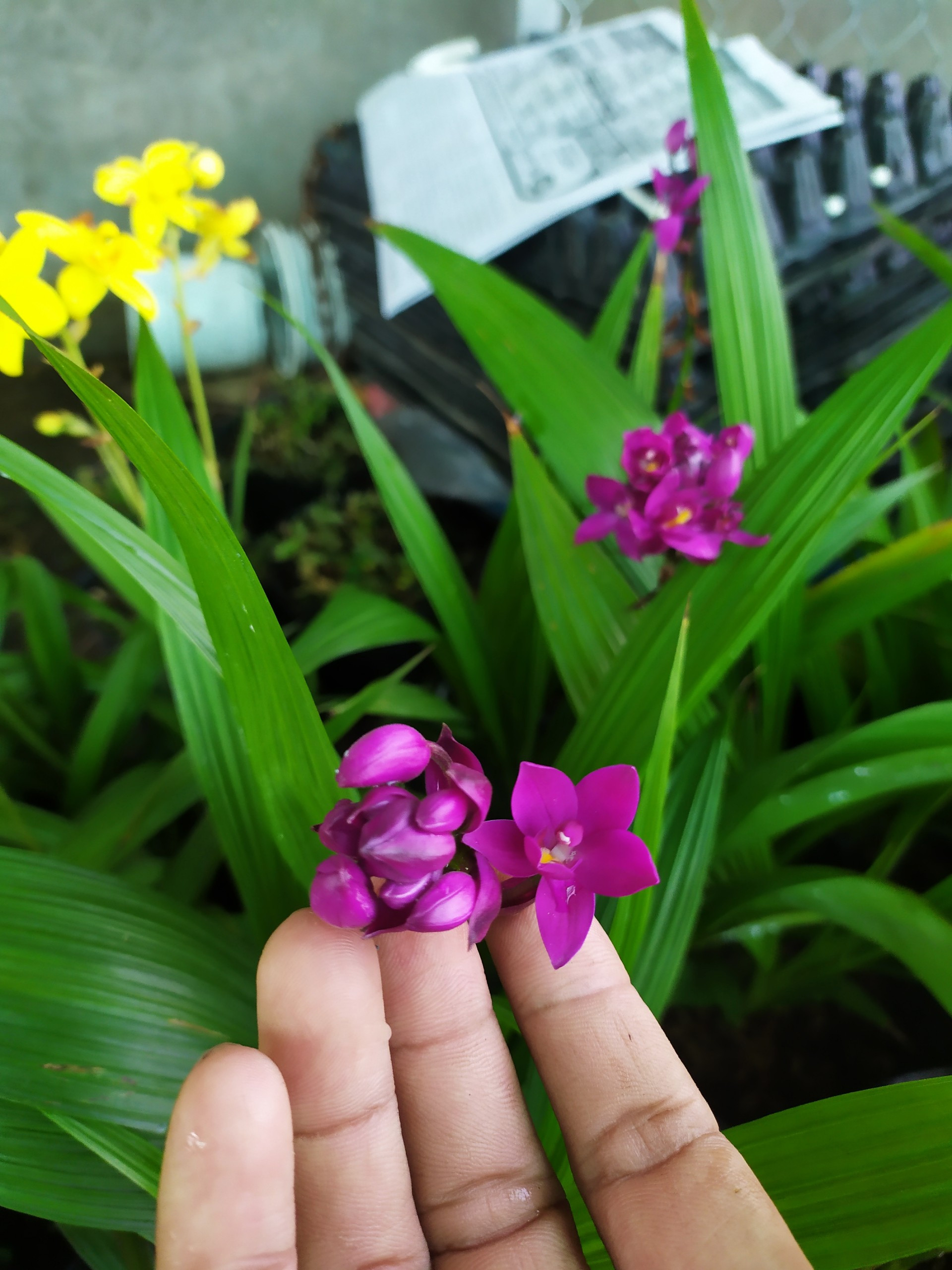 Lan Chu Đỉnh - ảnh 5