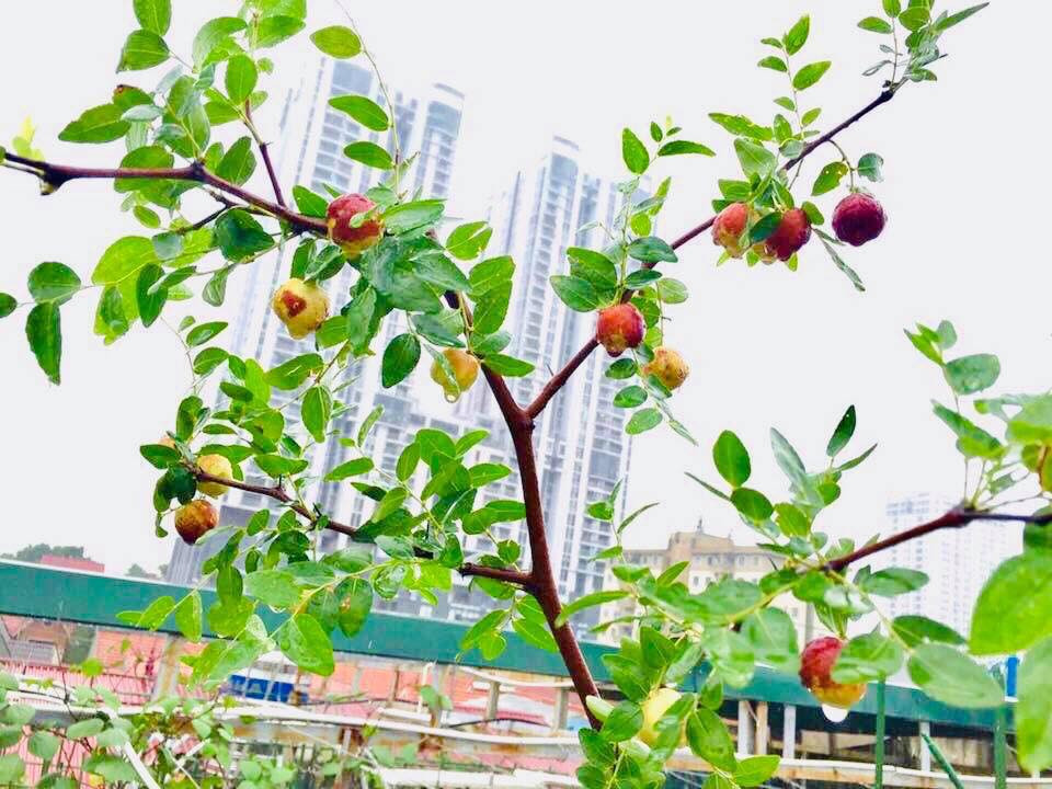 Cành cây táo tàu bị rệp sáp phấn tấn công
