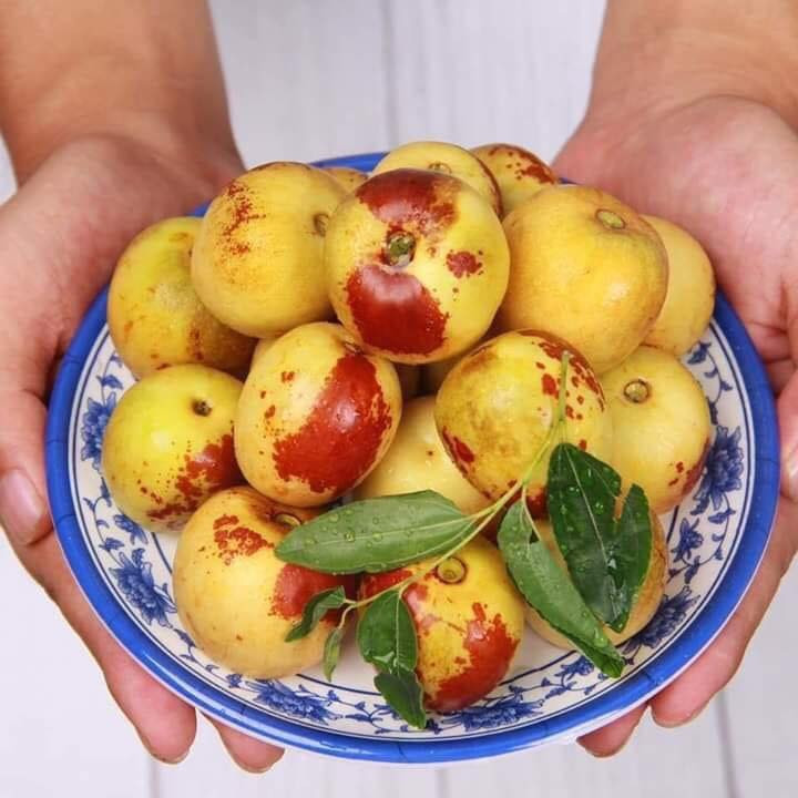 Hình ảnh cành lá xanh tươi của cây táo tàu