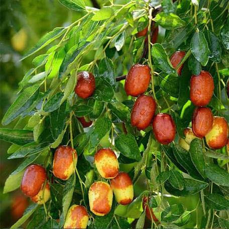 Những quả táo tàu chín màu nâu trên cành