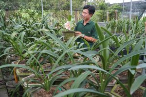 Nhân giống hoa lan huệ từ hạt hoặc củ con.
