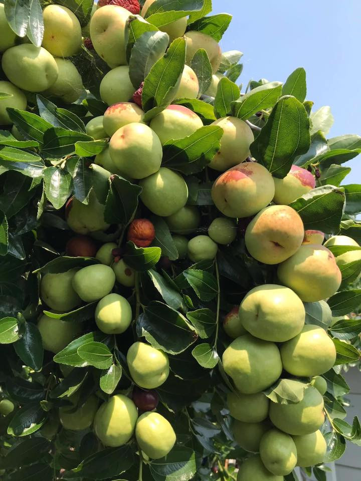 Cây táo tàu con trong chậu sẵn sàng trồng