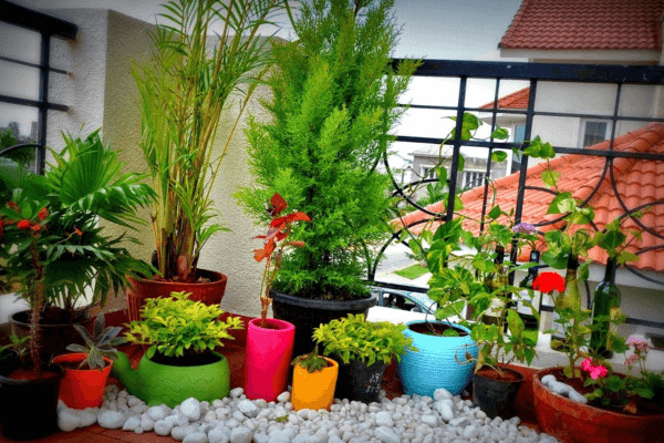 Ban công nên trồng hoa gì