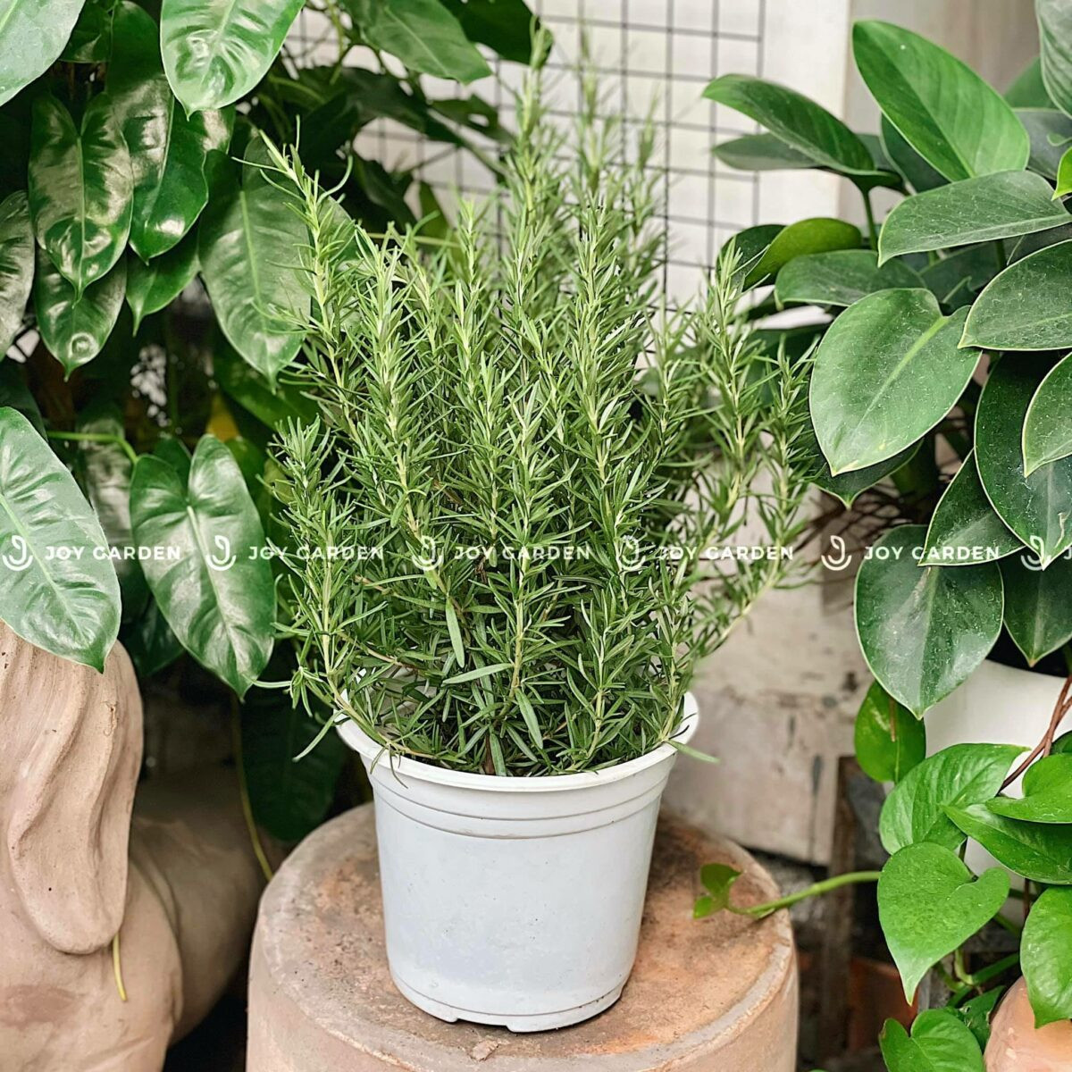 Hình ảnh cây hương thảo với lá kim xanh tươi