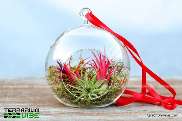 Môi trường sống tự nhiên của cây thạch thảo (Tillandsia ionantha)